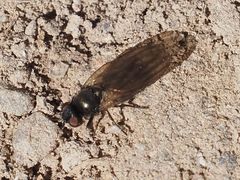 Earomyia lonchaeoides