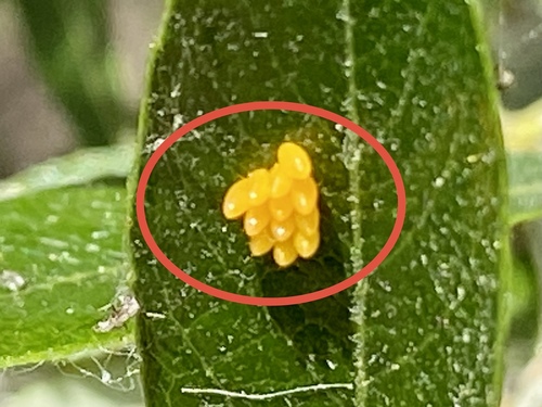 iNaturalist observation photo of Lady Beetles