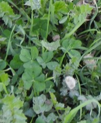 Medicago arabica