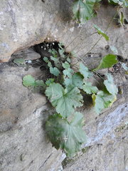 Heuchera missouriensis