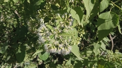 Lorentzianthus viscidus