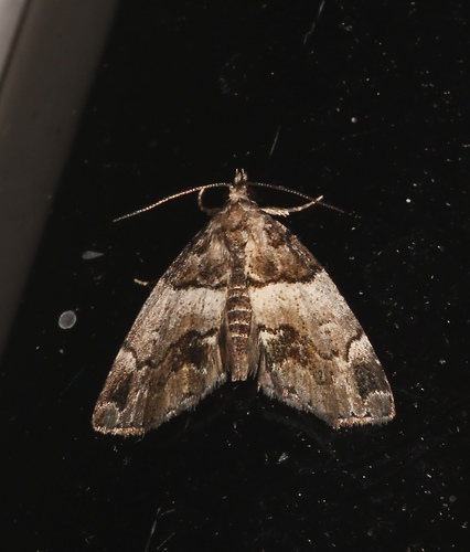 Distinguished Cypress Owlet Moth photo 4