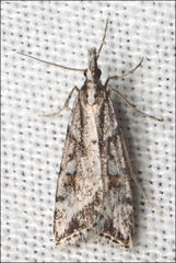 Scoparia ithyntis