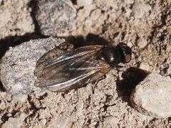 Earomyia lonchaeoides