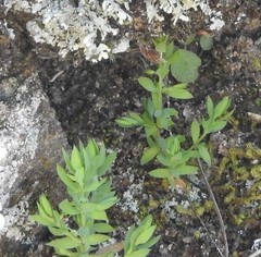 Lysimachia linum-stellatum