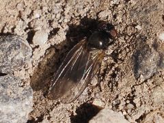 Earomyia lonchaeoides