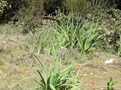 Asphodelus serotinus