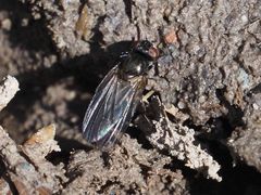 Earomyia lonchaeoides