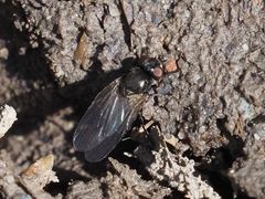 Earomyia lonchaeoides