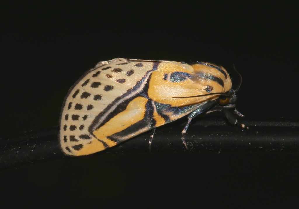 Hieroglyphic Moth