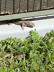 Sceloporus occidentalis