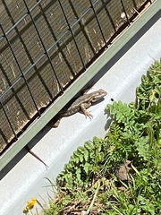 Sceloporus occidentalis