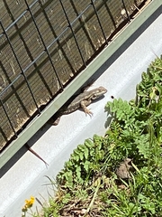 Sceloporus occidentalis