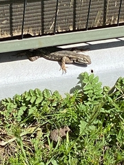 Sceloporus occidentalis