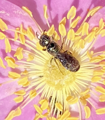 iNaturalist observation photo of Zadontomerus