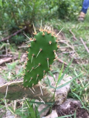 Opuntia auberi