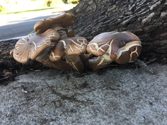 Armillaria mellea