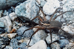 Dolomedes aquaticus