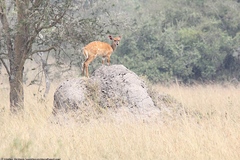 Tragelaphus scriptus bor