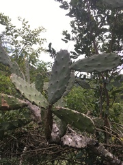Opuntia auberi