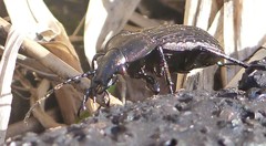 Carabus maeander