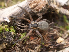 Dolomedes aquaticus
