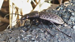 Carabus maeander