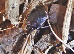 Sehirus cinctus albonotatus