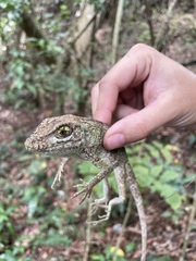Anolis cuvieri