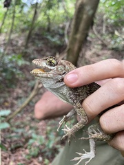 Anolis cuvieri