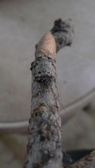 Tarachodes sanctus