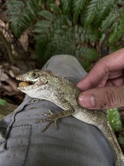 Anolis cuvieri