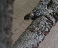 Tarachodes sanctus