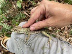 Anolis cuvieri