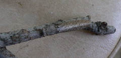Tarachodes sanctus