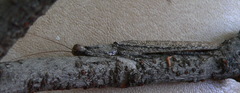 Tarachodes sanctus