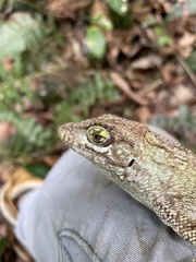 Anolis cuvieri