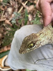 Anolis cuvieri