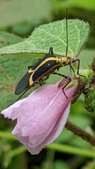 Hypselonotus linea