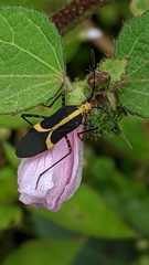 Hypselonotus linea