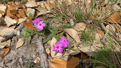 Phlox drummondii