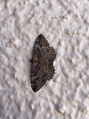 Triphosa