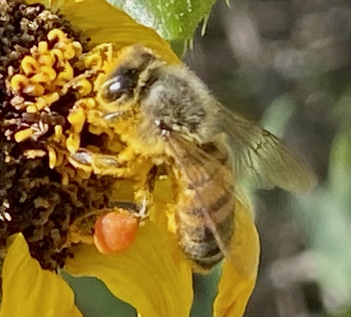 iNaturalist observation photo of Western Honey Bee