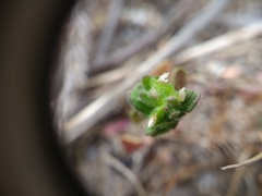 Veronica arvensis