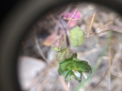 Veronica arvensis