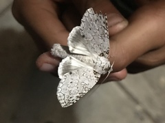 Lepidoptera