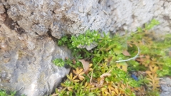Galium murale