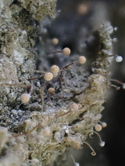 Sclerophora amabilis