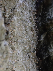 Sclerophora amabilis