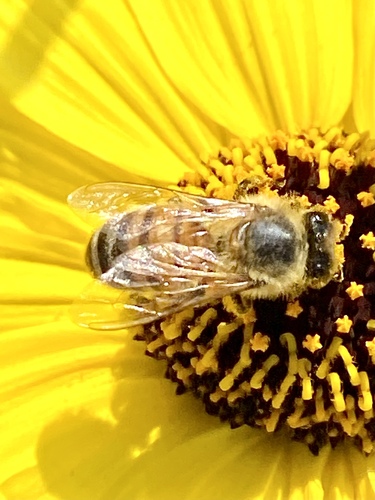 iNaturalist observation photo of Western Honey Bee